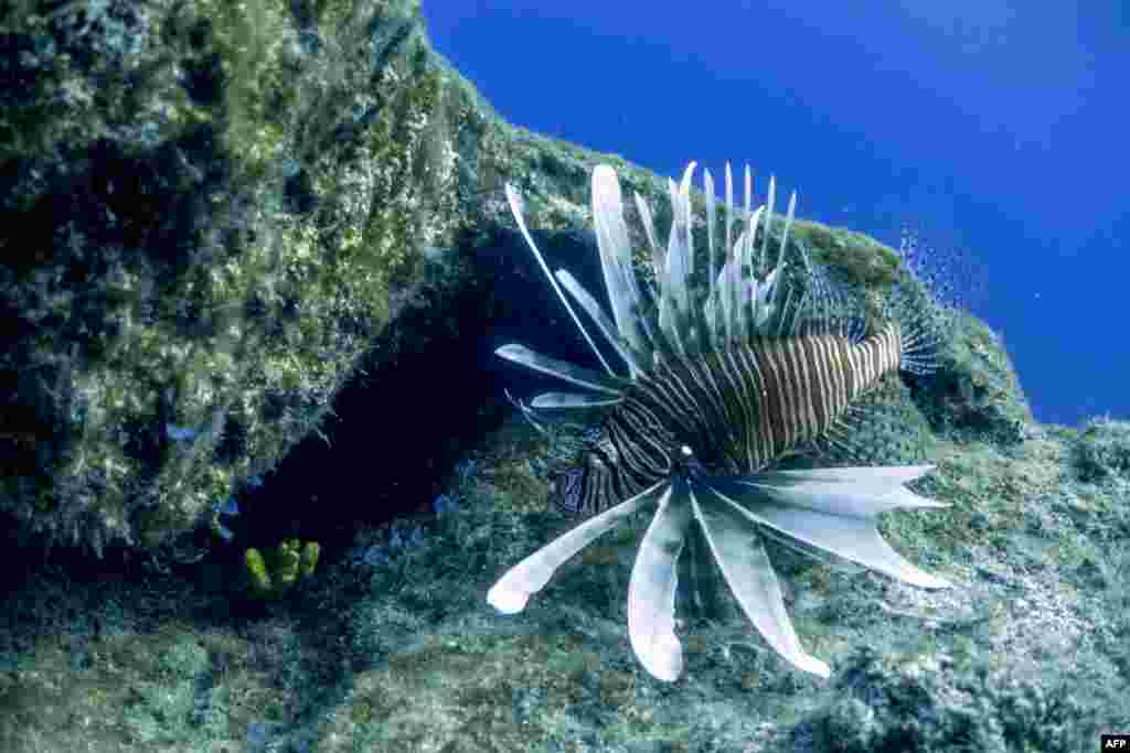 A lionfish is seen at the Table Top dive site off the coast of Capo Greko, Cyprus.