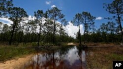 FILE - A puddle blocks a path that leads into the Panther Island Mitigation Bank near Naples, Fla., June 7, 2018. Experts say the Trump administration’s move to redefine what constitutes a waterway is threatening a uniquely American effort to save wetlands from destruction.