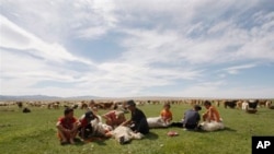 FILE - Farmers shear sheep for wool, in Khovd Province, western Mongolia. 