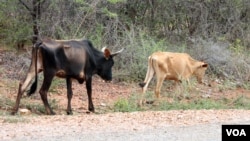 FILE - Frail and starving cattle are seen in Chivi, Masvingo province, Zimbabwe. The country's vice-president, Emmerson Mnangagwa, says close to 20,000 farm animals have died due to severe drought conditions. (Photo - S. Mhofu/VOA)