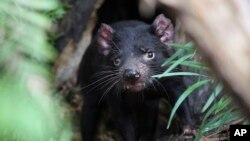 Des peptides présents dans le lait de la femelle du diable de Tasmanie peuvent tuer certaines bactéries résistantes, selon des chercheurs.