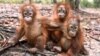 This handout picture taken and released by the Borneo Orangutan Survival Foundation (BOSF) on October 26, 2015 shows baby orangutans, which had previously suffered from respiratory problems,