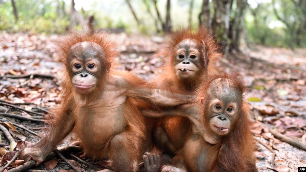  Orangutan  Albino Ditemukan di Kalimantan