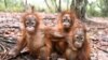 17 Orangutan Dibebaskan ke Habitat Alami di Kalimantan