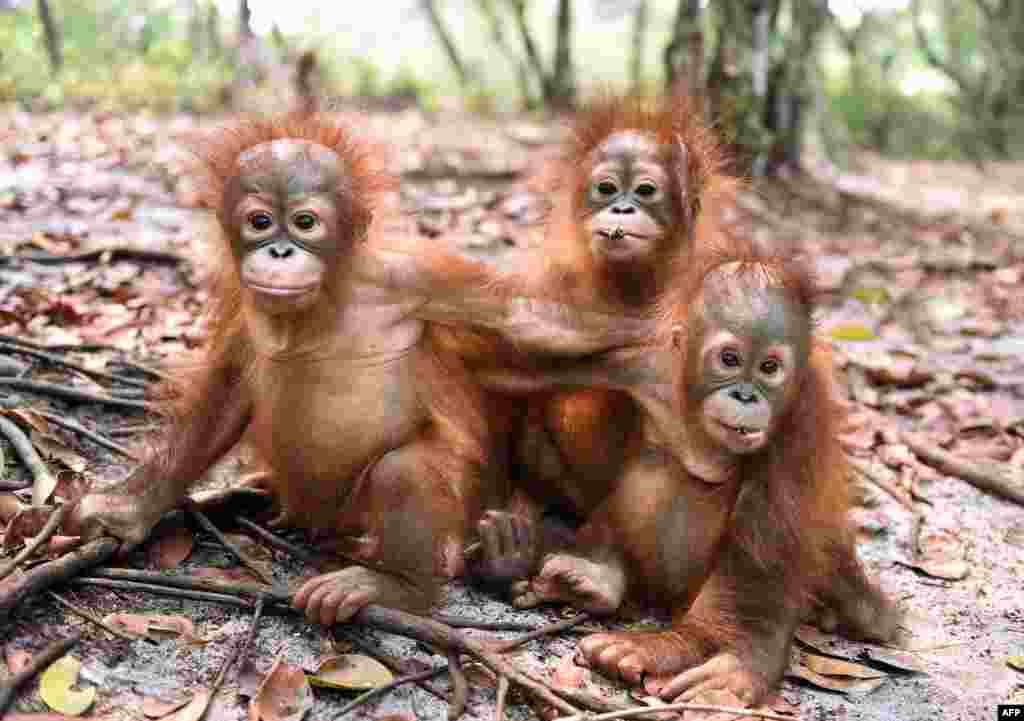 រូបភាពចេញផ្សាយដោយអង្គការBorneo Orangutan Survival Foundation (BOSF) កាលពីថ្ងៃទី២៦ ខែតុលា ឆ្នាំ២០១៥ បង្ហាញពីកូនស្វា ដែលពីមុនមានបញ្ហាផ្លូវដង្ហើម កំពុងលេងនៅក្នុងមណ្ឌលស្តារនីតិសម្បទា របស់អង្គការ BOSF នៅជាយក្រុង Palangkaraya ចំកណ្តាលកោះ Kalimantan ប្រទេសឥណ្ឌូនេស៊ី។ សត្វស្វាដែលជិតផុតពូជកំពុងក្លាយជាជនរងគ្រោះដោយសារវិបត្តិអ័ព្ទដ៏អាក្រក់មួយ ដែលបានធ្វើឲ្យពួកគេឈឺ ខ្វះអាហារបំប៉ន និងមានការភិតភ័យយ៉ាងខ្លាំង ដោយសារមានការឆេះព្រៃនៅទូទាំងប្រទេស។ ការណ៍នេះបានធ្វើឲ្យជម្រករបស់ពួកគេក្លាយជាដីអត់ប្រយោជន៍។