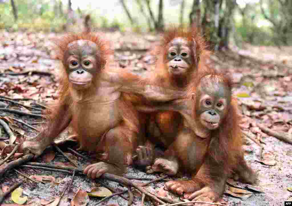 Tiga ekor bayi orangutan bermain di pusat rehabilitasi yayasan orangutan Borneo (BOSF) di pinggiran Palangkaraya, Kalimantan Tengah. Orangutan, yang terancam punah, kini ikut mengungsi akibat krisis kebakaran hutan dan asap yang telah membuat mereka sakit, kekurangan gizi dan bahkan trauma karena habitat mereka hangus terbakar.