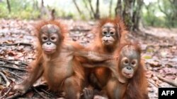 Bayi orangutan di Pusat Rehabilitasi Borneo Orangutan Survival Foundation (BOSF), 26 Oktober 2015 . (Foto; dok).
