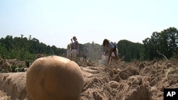 Children with a church group help harvest potatoes that will be sent to area food banks to help feed the hungry.