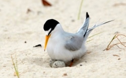 In this Saturday, May 1, 2010 file photo, a least tern checks her two eggs. (AP Photo/Dave Martin)