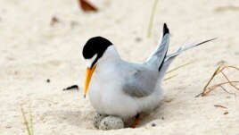 In this Saturday, May 1, 2010 file photo, a least tern checks her two eggs. (AP Photo/Dave Martin)