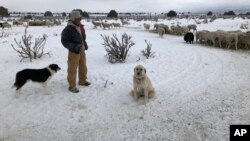 In this Wednesday, Feb. 20, 2019 photo shepherd Javier Zamoron rests alongside herding dogs after providing hay to a flock of hundreds of sheep on a ranch outside Tierra Amarilla, N.M. 