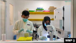 Kegiatan penelitian di Lab Diagnostic WMP Yogyakarta. (Foto: Dok WMP Yogyakarta)