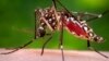 Brazil Grapples With Mosquito-borne Virus