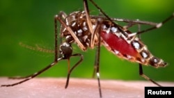 FILE - A female Aedes aegypti mosquito is shown in this Center for Disease Control photograph.