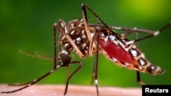 FILE - A female Aedes aegypti mosquito.