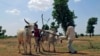 Farmer-Herdsman Clashes Threaten Nigerian President’s Agriculture Agenda