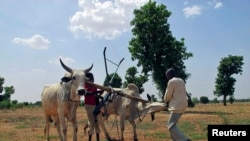 Children play with cows used for plowing at farms in Saulawa village, on the outskirts of Nigeria's north-central state of Kaduna, May 15, 2013.