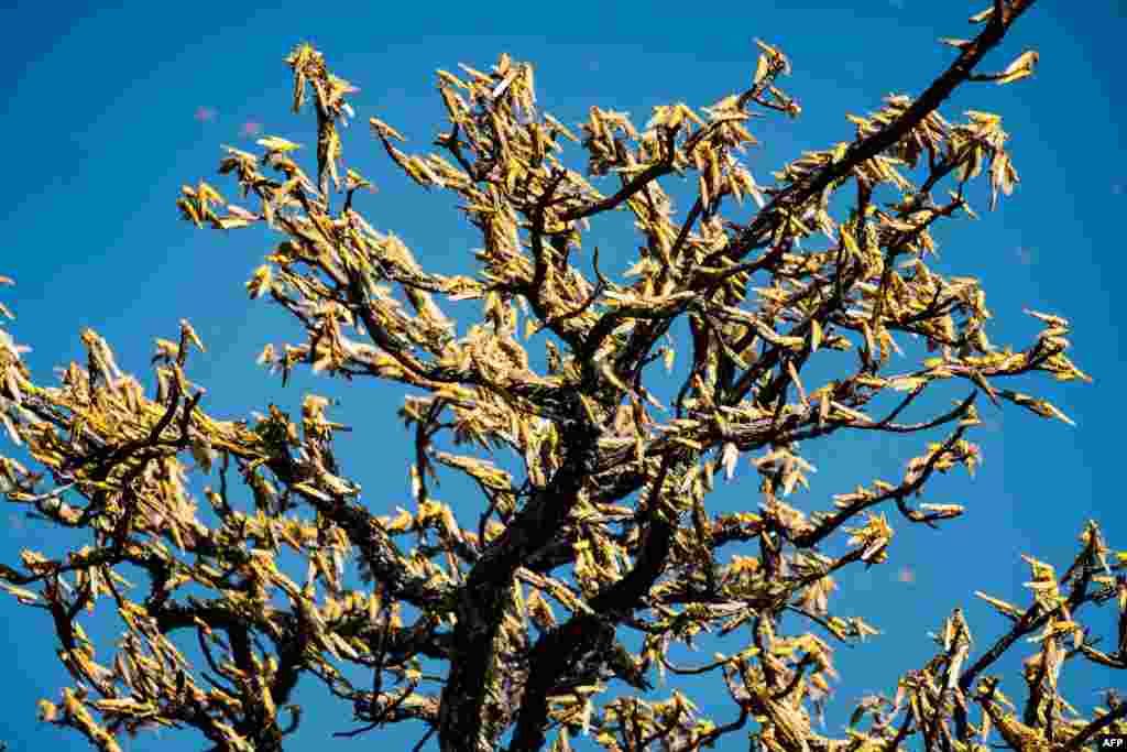 Swarms of locusts land and feed on shea trees, which are a big source of food and income for local farmers, in Otuke, Uganda.