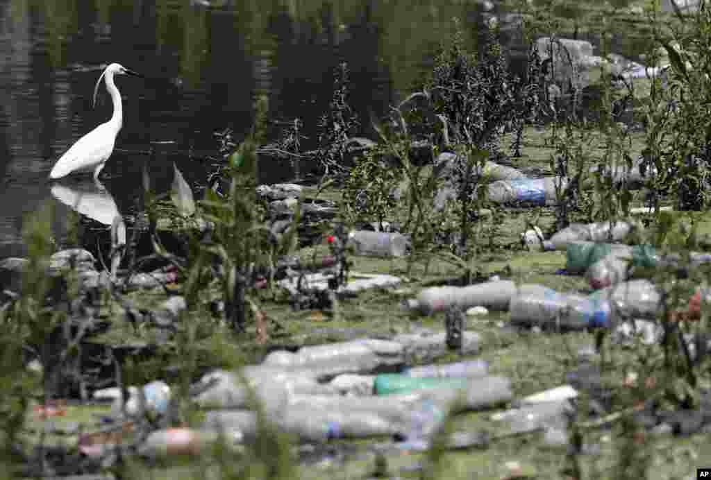 A white heron stands between dumped plastic bottles and waste on the bank of the river Sava on World Environment Day, in Belgrade, Serbia.