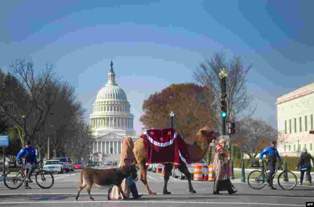 Members of Faith and Action in the Nations Capital lead a donkey and a camel as they participate in a Live Nativity procession on Capitol Hill in Washington, D.C.