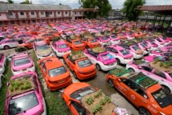 Small gardens sit on the rooftops of unused taxis parked in Bangkok, Sept. 16, 2021. (AP/Sakchai Lalit)