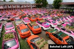 Small gardens sit on the rooftops of unused taxis parked in Bangkok, Sept. 16, 2021. (AP/Sakchai Lalit)