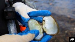 In this Oct. 17, 2019, photo provided by the U.S. Fish and Wildlife Service, biologist Jordan Richard shows one sign – green algae – that a freshwater mussel has been dead for a while in the Clinch River near Wallen Bend, Tenn. (Meagan Racey)