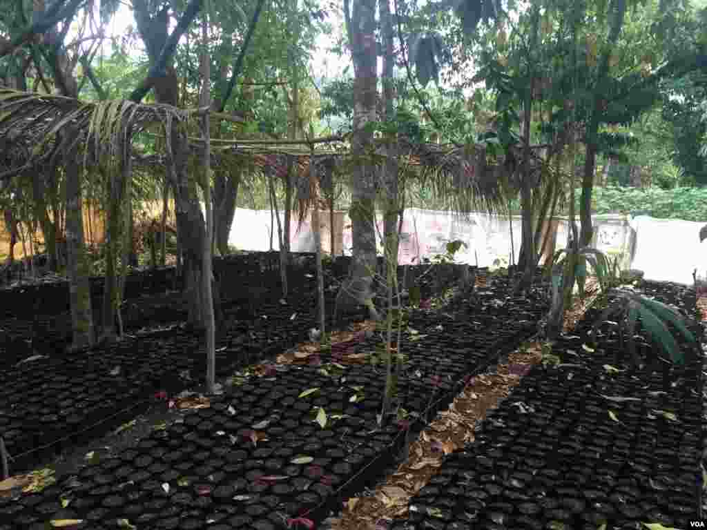 La comunidad San Marcos creó este vivero con apoyo y capacitación de USFWS, para reforestar la zona de adyacencia en Guatemala. [Foto: Verónica Balderas, VOA]. &nbsp; &nbsp;
