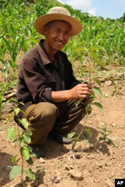 A North Korean man shows off a grafted pear seeding.