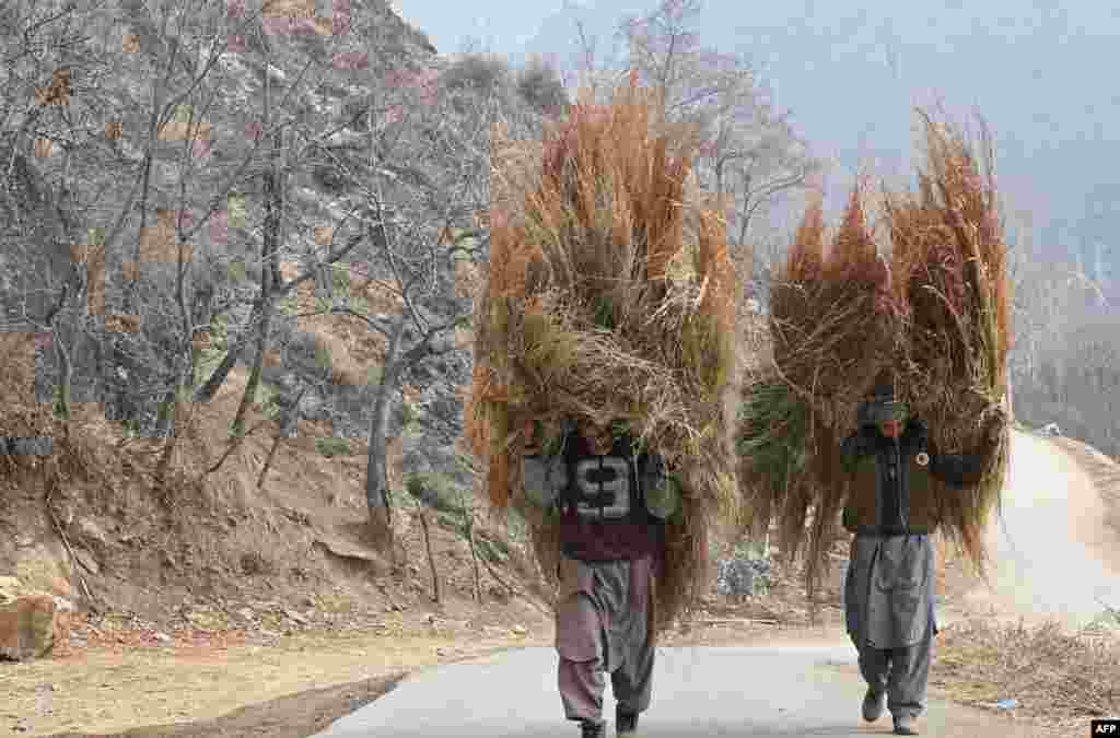 Hombres de Cachemira llevan pasto para el ganado en las afueras de Srinagar el 17 de enero de 2018.