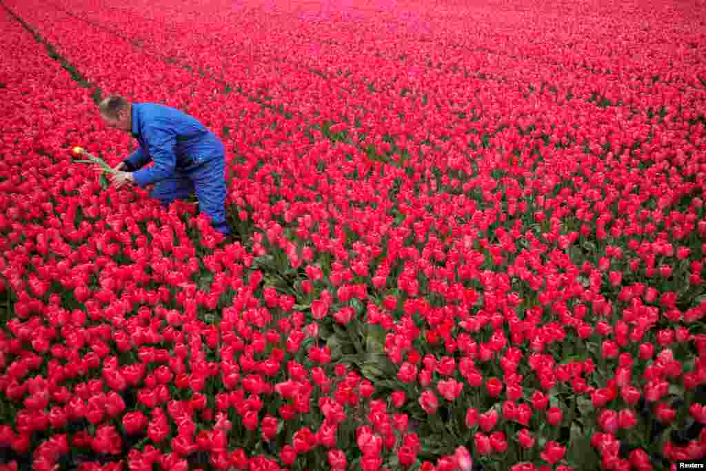 Seorang petani memetik setangkai bunga tulip warna kuning yang tumbuh di lautan bunga tulip warna merah di kebunnya di Den Helderin, Belanda.