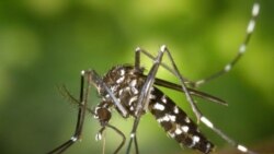 Zika mais grave do que se pensava