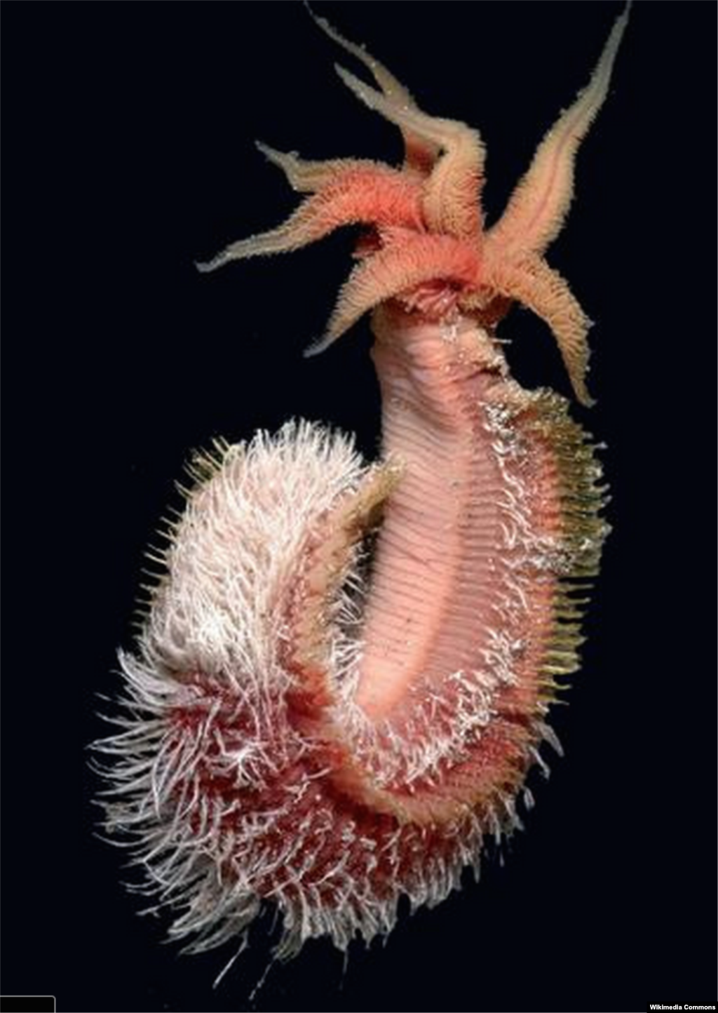 The Pompei worm lives with its top end at the temperature of ice water in the deep sea, but its tail, a quarter-centimeter away, sits next to a vent of boiling hot water.