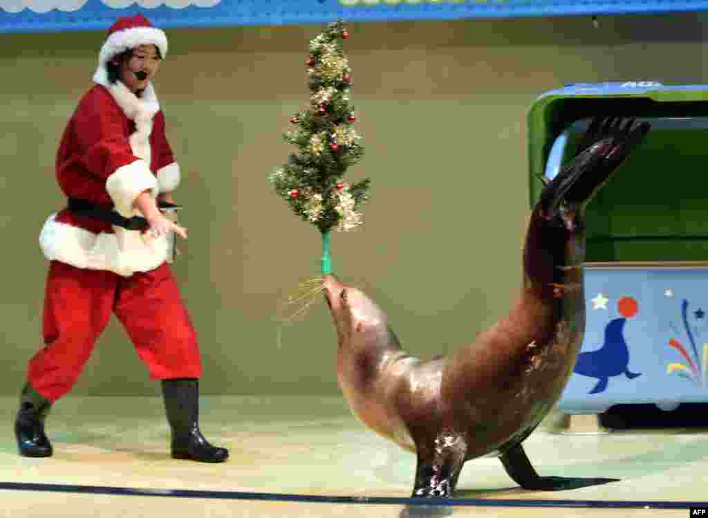 A sea lion balances a Christmas tree on his nose during a show at the Aqua Stadium aquarium in Tokyo, Japan.