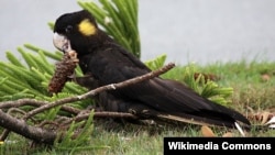 Seekor burung kakaktua hitam berekor kuning betina (Yellow-tailed Black Cockatoo) di Australia (Foto: dok). Burung langka ini ternasuk salah satu binatang yang dinyatakan hilang dari kebun binatang Australia dalam aksi pengrusakan, Jum'at (3/8).