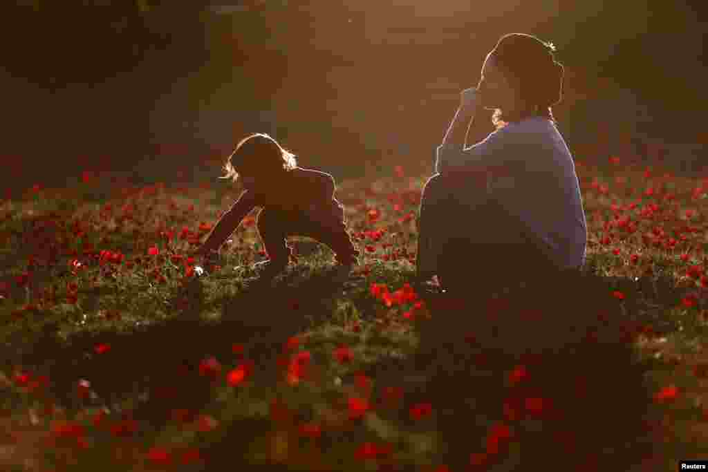 یک زن با دخترش در یک میدان پر از گلهای شقایق در جنوب اسرائیل بازی می&zwnj;&zwnj;کنند.&nbsp; 