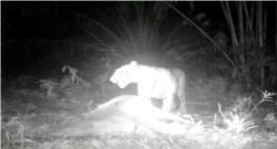 Harimau Sumatera (Panthera tigris sumatrae) di Kabupaten Langkat, Sumut, yang tertangkap kamera pengintai sedang memangsa hewan ternak milik warga, Jumat 25 Desember 2020. (Courtesy: BBKSDA Sumut).