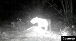 Harimau Sumatera (Panthera tigris sumatrae) di Kabupaten Langkat, Sumut, yang tertangkap kamera pengintai sedang memangsa hewan ternak milik warga, Jumat 25 Desember 2020. (Courtesy: BBKSDA Sumut).