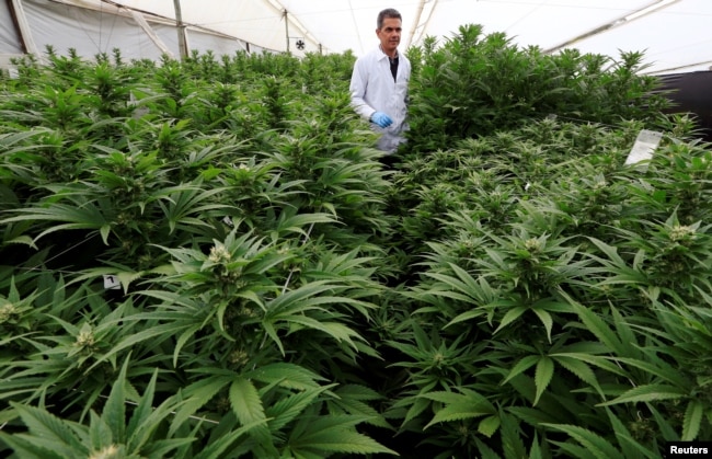 Ganja untuk keperluan medis legal di 30 negara bagian Amerika.(Foto: Reuters)