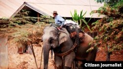 ຊ້າງໃຫຍ່ ໃນປະເທດລາວ ຖ່າບພາບໂດຍ ນາງສາວບູຊາ ເທບພະພອນ