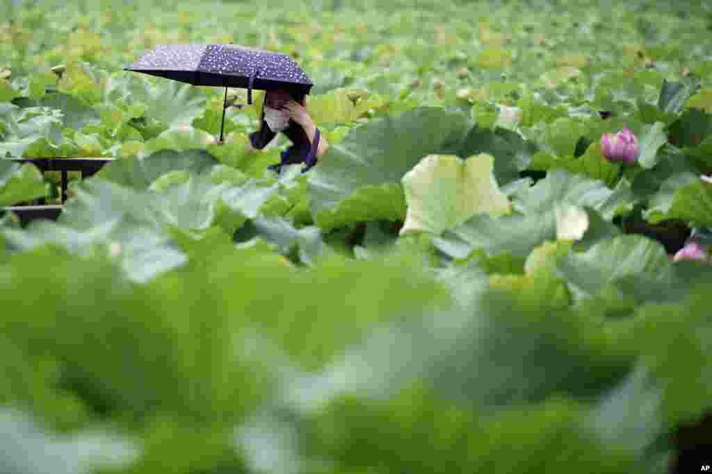 A woman wearing a protective mask to help curb the spread of the new coronavirus walks at a lake with lotus leaves under the scorching sun, in Tokyo.