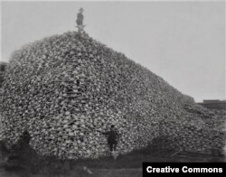 Photograph from the mid-1870s of a pile of American buffalo skulls waiting to be ground for fertilizer.