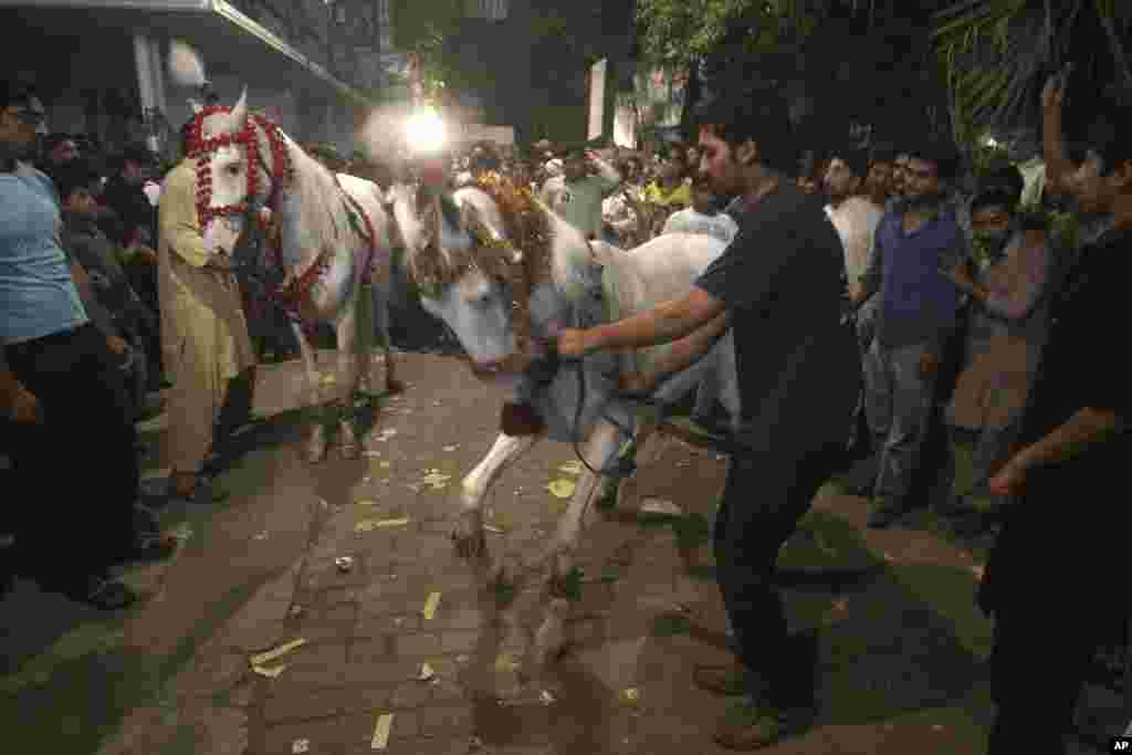 Supporters of the Pakistan Muslim League party try to control dancing horses performing during a celebration after parliamentary elections at a party office in Lahore, May 12, 2013. 