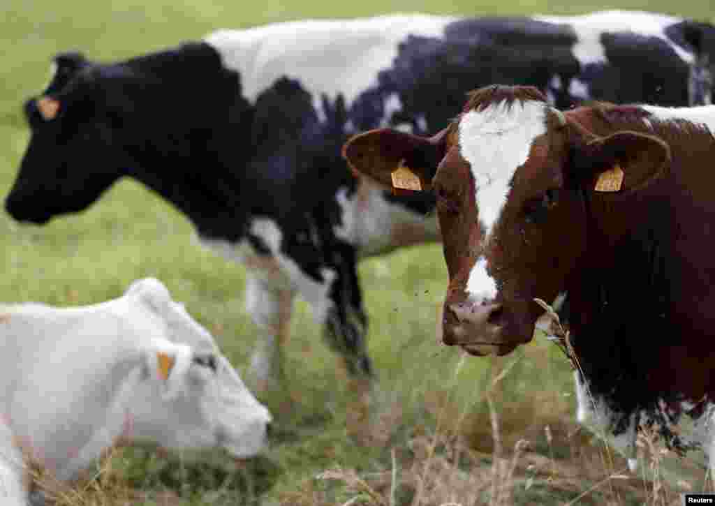Cows graze in a field in Vlezenbeek near Brussels. Veterinary authorities have had to cull cattle infected with bovine tuberculosis at a dairy farm in eastern Belgium and are now testing animals at some 150 other farms, the Belgian food safety regulator said on Friday.