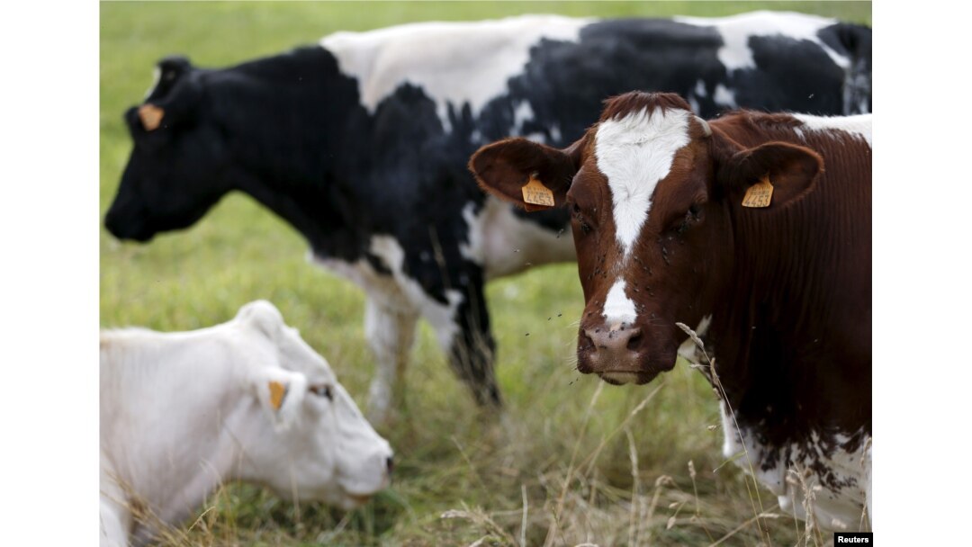Sapi-sapi merumput di padang rumput di Vlezenbeek dekat Brussels, 7 Agustus 2015.