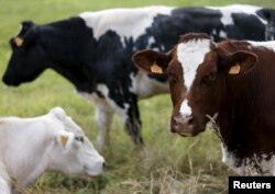 Sapi-sapi merumput di padang rumput di Vlezenbeek dekat Brussels, 7 Agustus 2015.