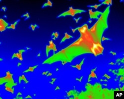Among his bat tracking tools Boston University bat expert Thomas Kunz uses thermal imaging and weather radar.