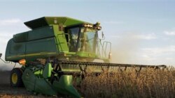 Harvesting soybeans in Pleasant Plains, Illinois
