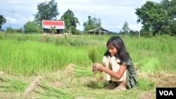 A young girl helps her family with rice harvesting in Kampot province, Cambodia, August 10, 2016. (VOA Khmer)