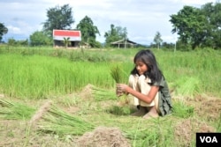 A child in Kampot province, helps her family in the rice field, August 10, 2016. (S. Khan for VOA)